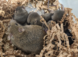 model mice